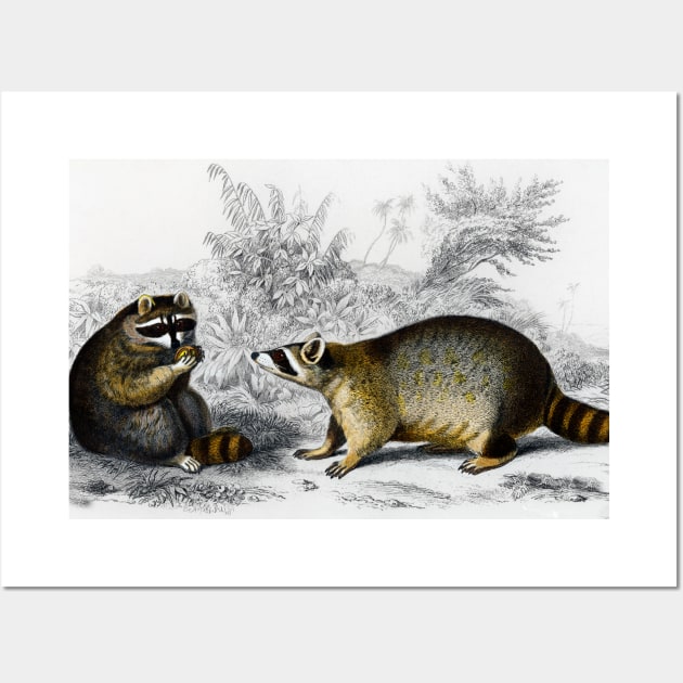 Raccoon (Procyon lotor) illustrated by Charles Dessalines D' Orbigny (1806-1876) Wall Art by mike11209